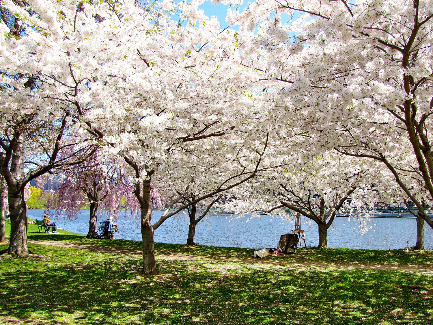 I posti migliori per vedere i fiori di ciliegio in tutto il mondo 